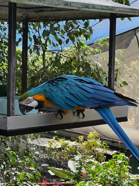 Birdworld Kuranda-库兰达必去景点