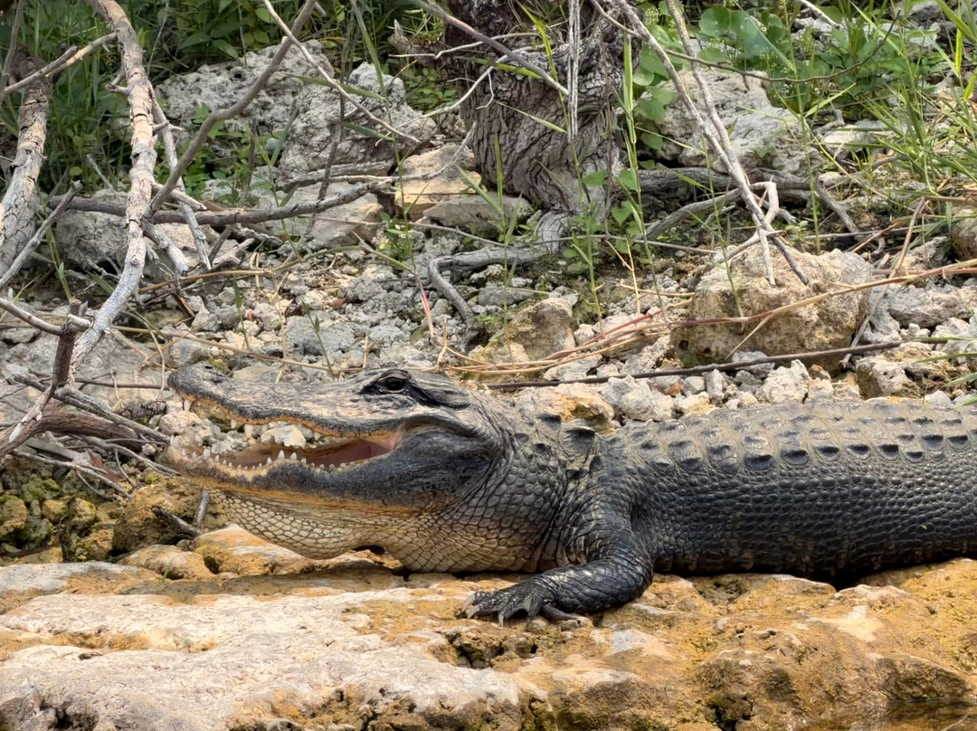 Everglades Swamp Tours-Everglades Wildlife Management Area必去景点