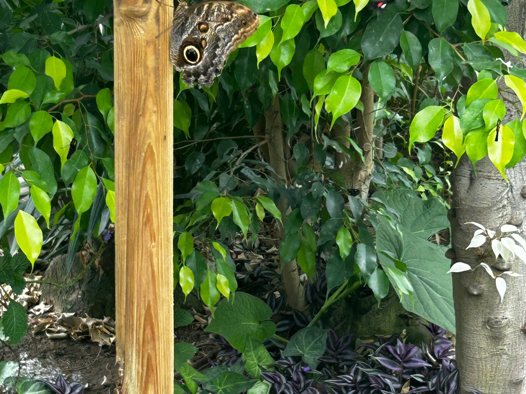 The London Butterfly Gardens-贝克斯利希斯必去景点