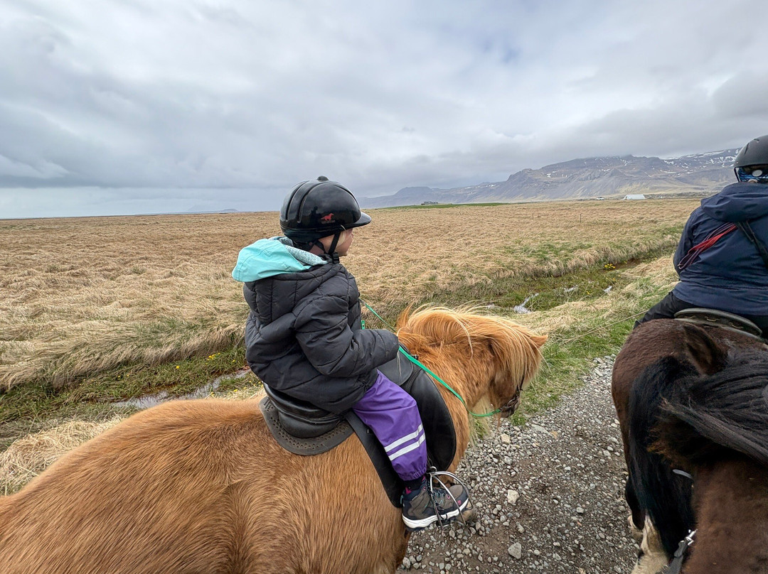 Lysuholl - Horseback riding tours-Snaefellsbaer必去景点