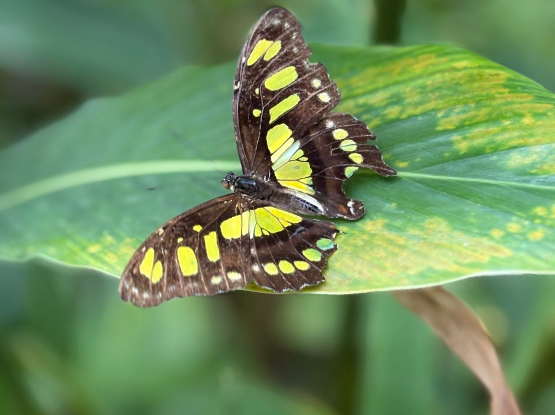 The Butterfly Farm-奥腊涅斯塔德必去景点