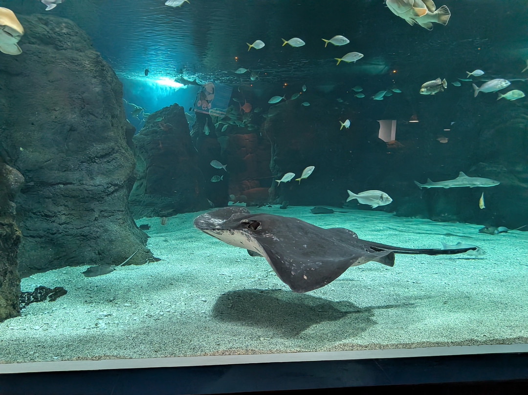 Lanzarote Aquarium-科斯塔特吉塞必去景点