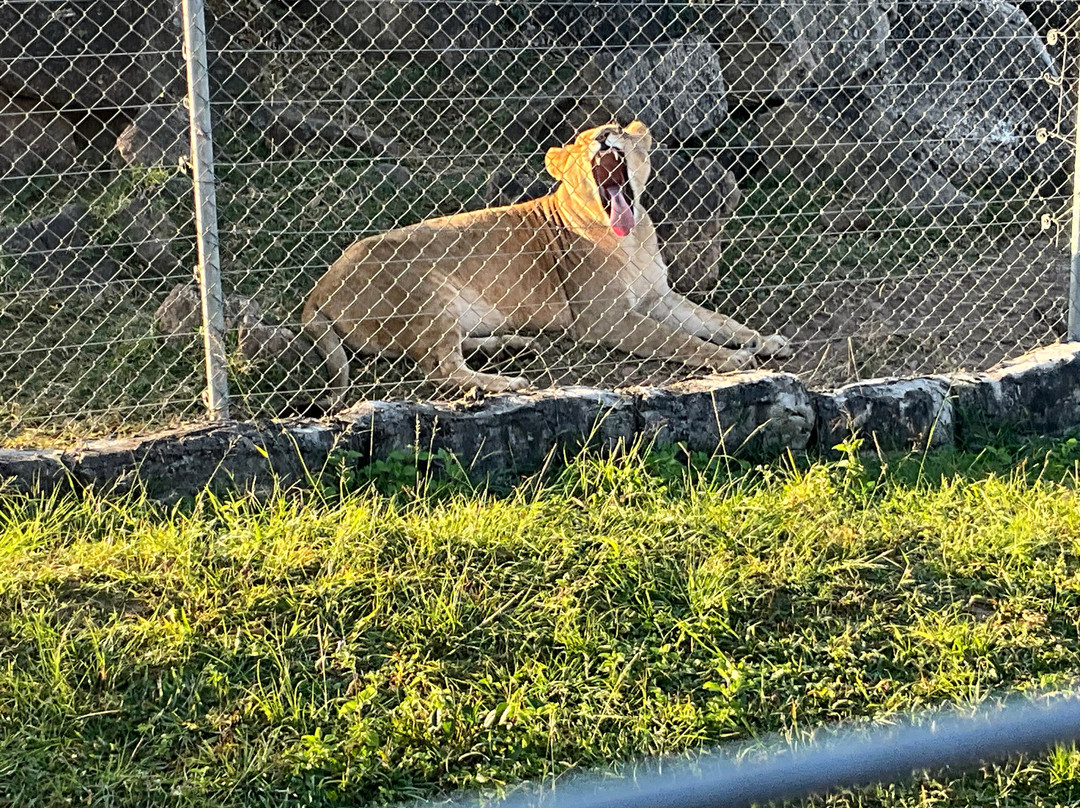 Pumbaa Wildpark And Accommodation-尼斯普鲁特必去景点