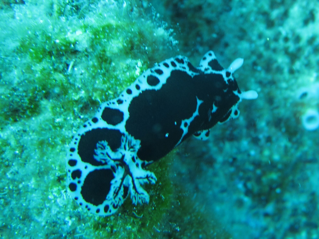 Aquapro Dive Center-Bitez必去景点