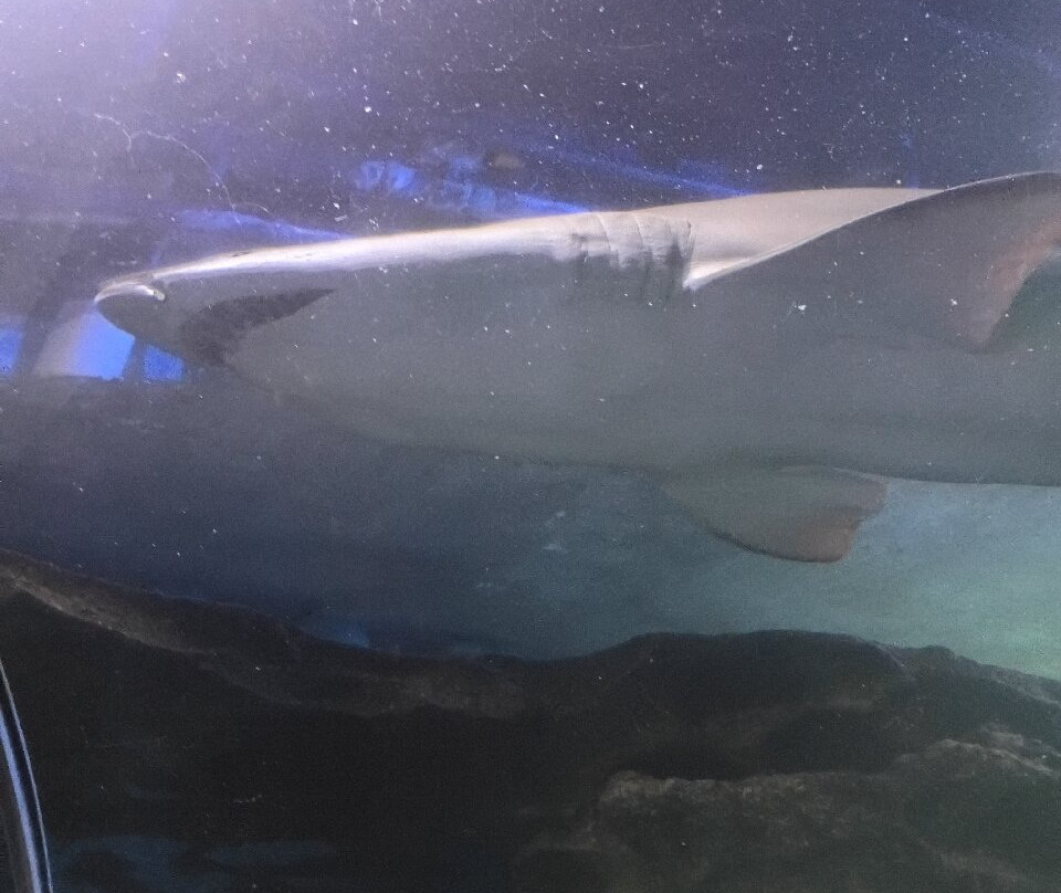 Greater Cleveland Aquarium-克利夫兰必去景点