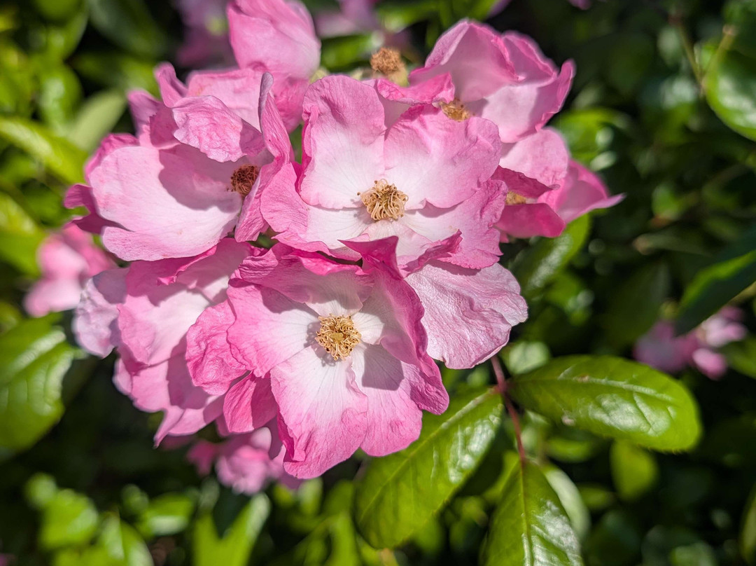 Owen Rose Garden-尤金必去景点