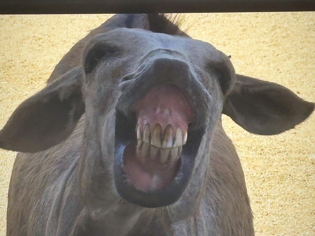 Donkey Sanctuary Aruba-Santa Cruz必去景点