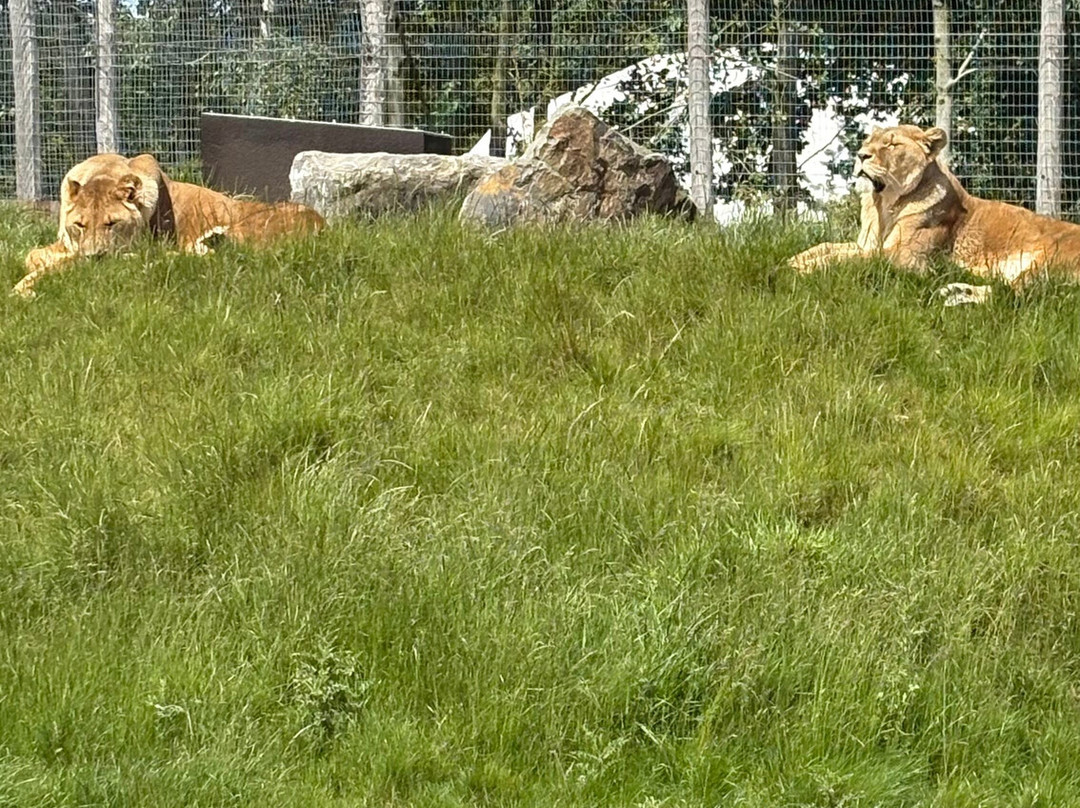 Noah's Ark Zoo Farm-Wraxall必去景点