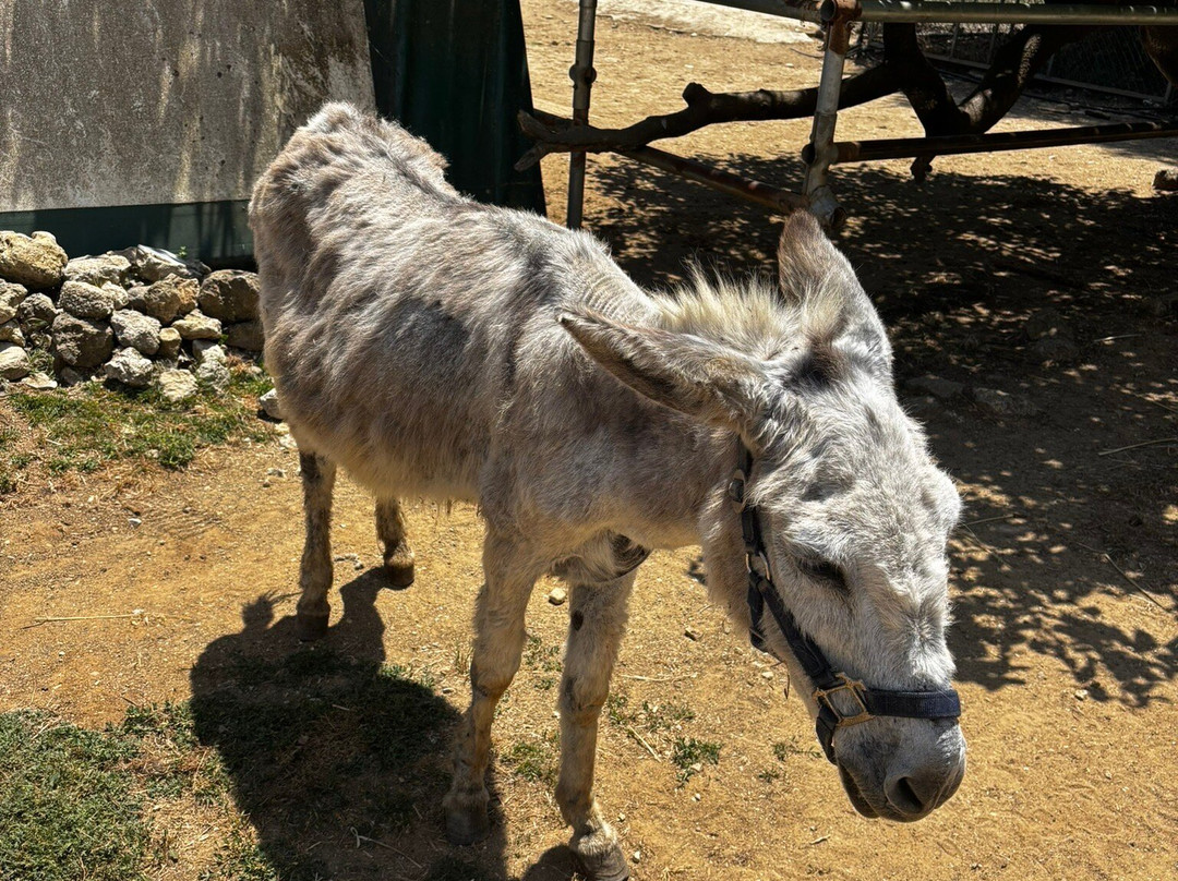 Corfu Donkey Rescue-Paleokastritsa必去景点