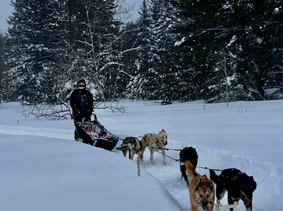 Nature's Kennel Sled Dog Racing and Adventures-McMillan必去景点