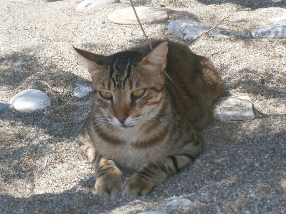 Agios Nikolaos Beach-Folegandros必去景点