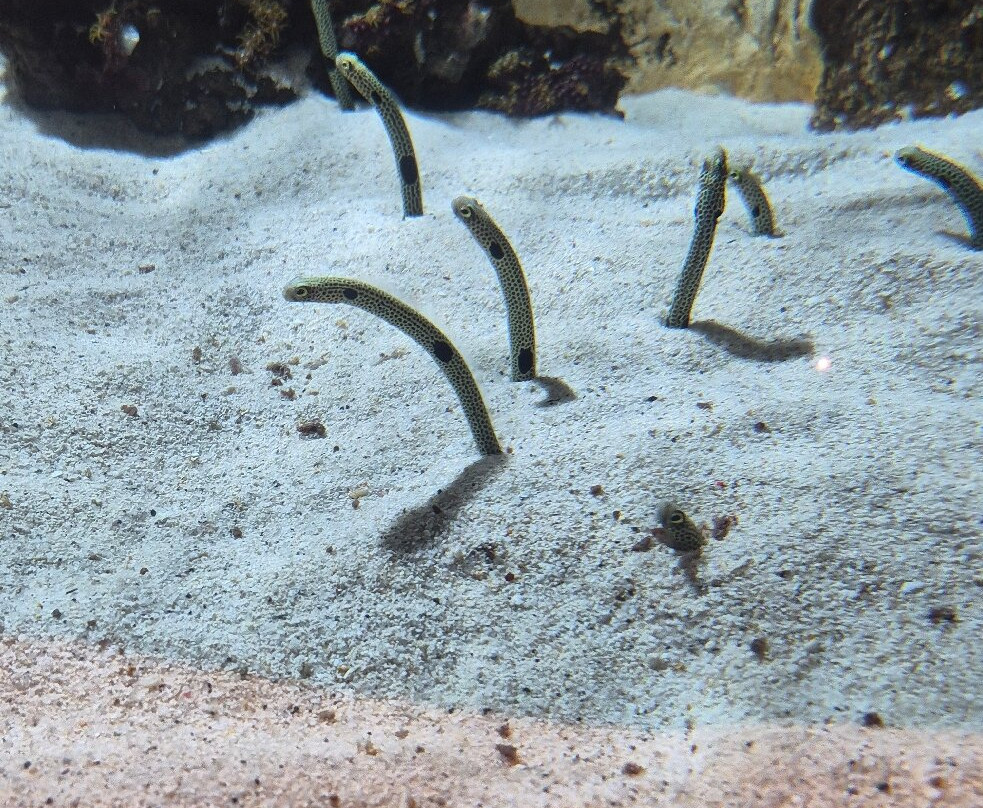 Lanzarote Aquarium-科斯塔特吉塞必去景点