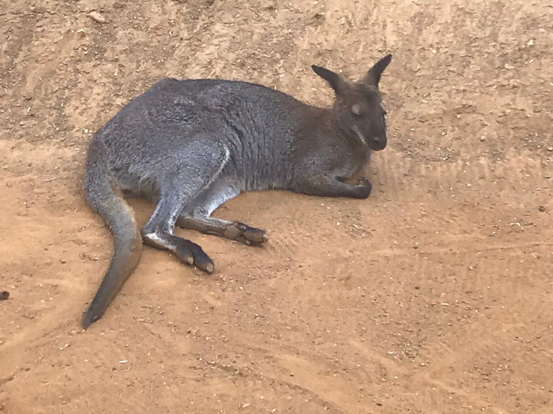 Colchester Zoo-科尔切斯特必去景点