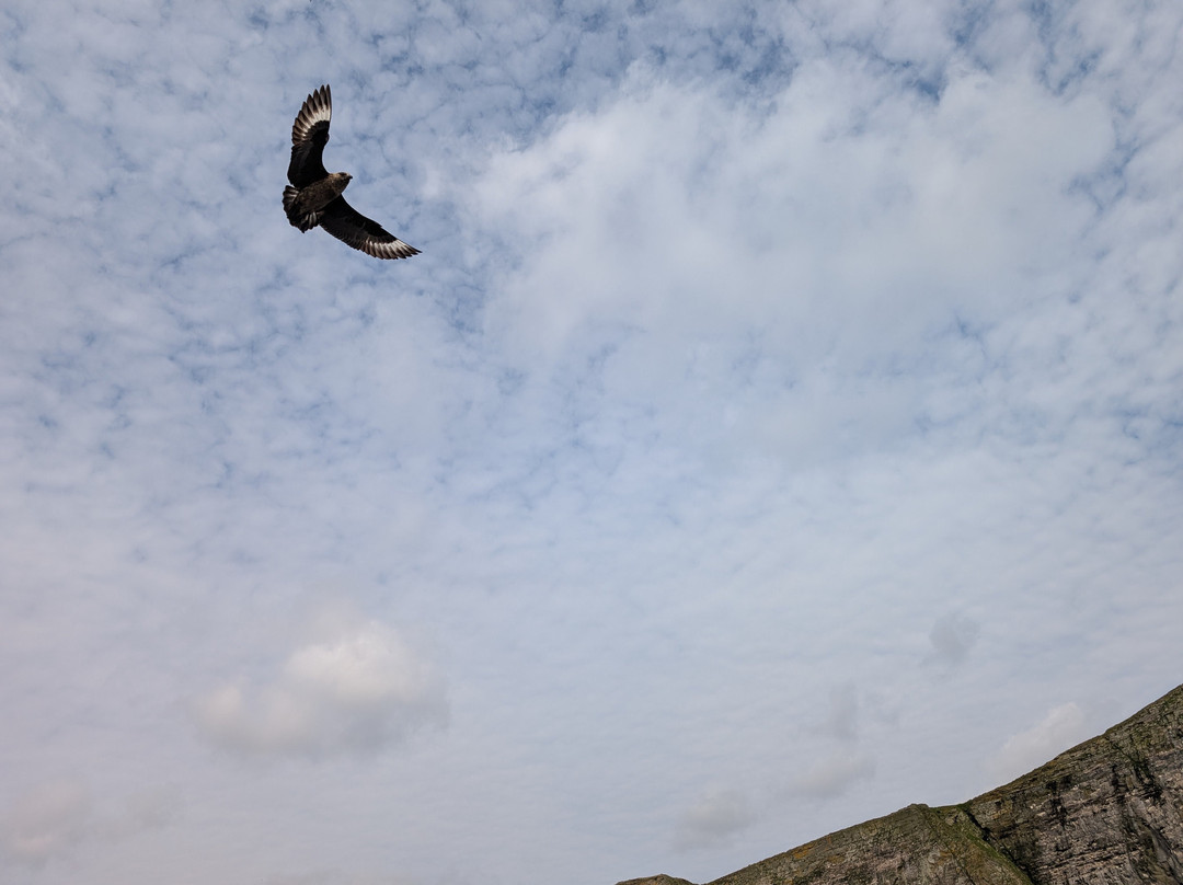 Seabirds and Seals - The Original Noss Boat Tours-Lerwick必去景点