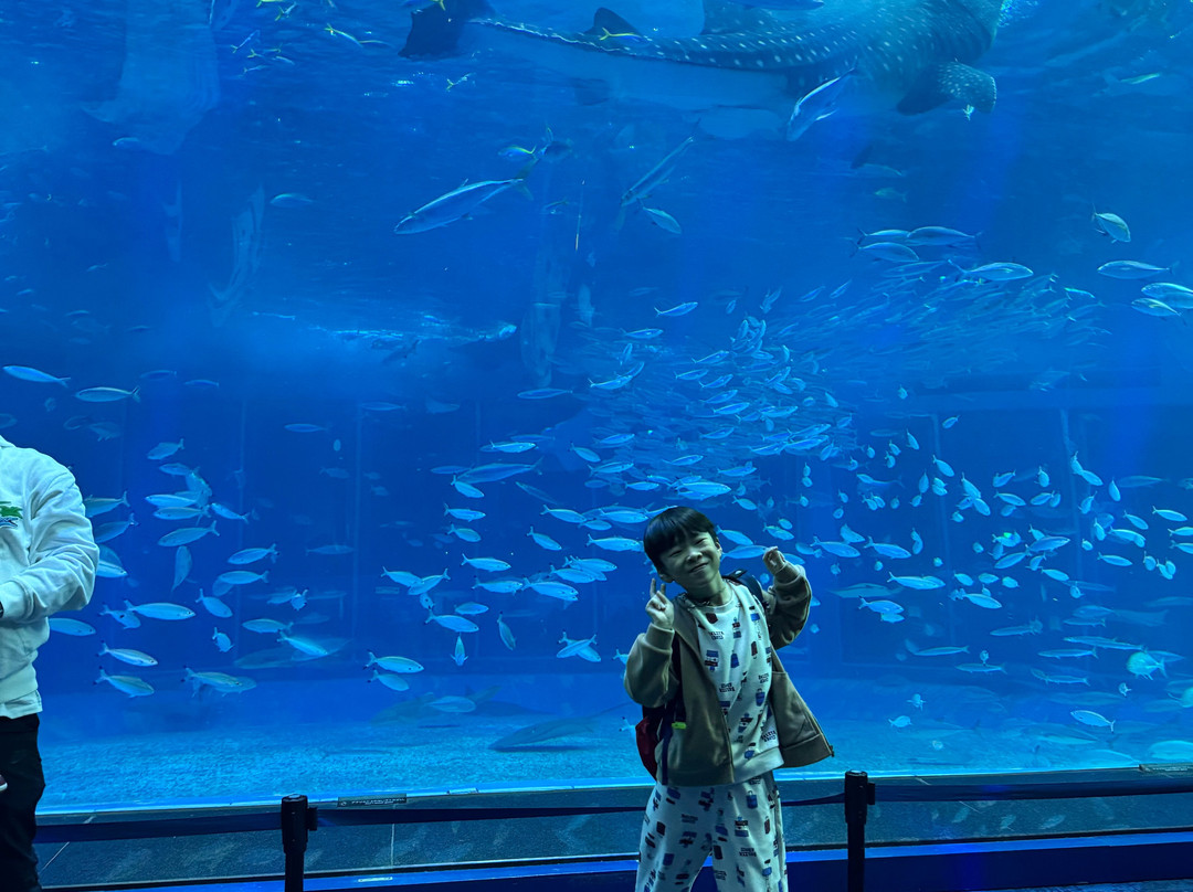 冲绳美之海水族馆-本部町必去景点