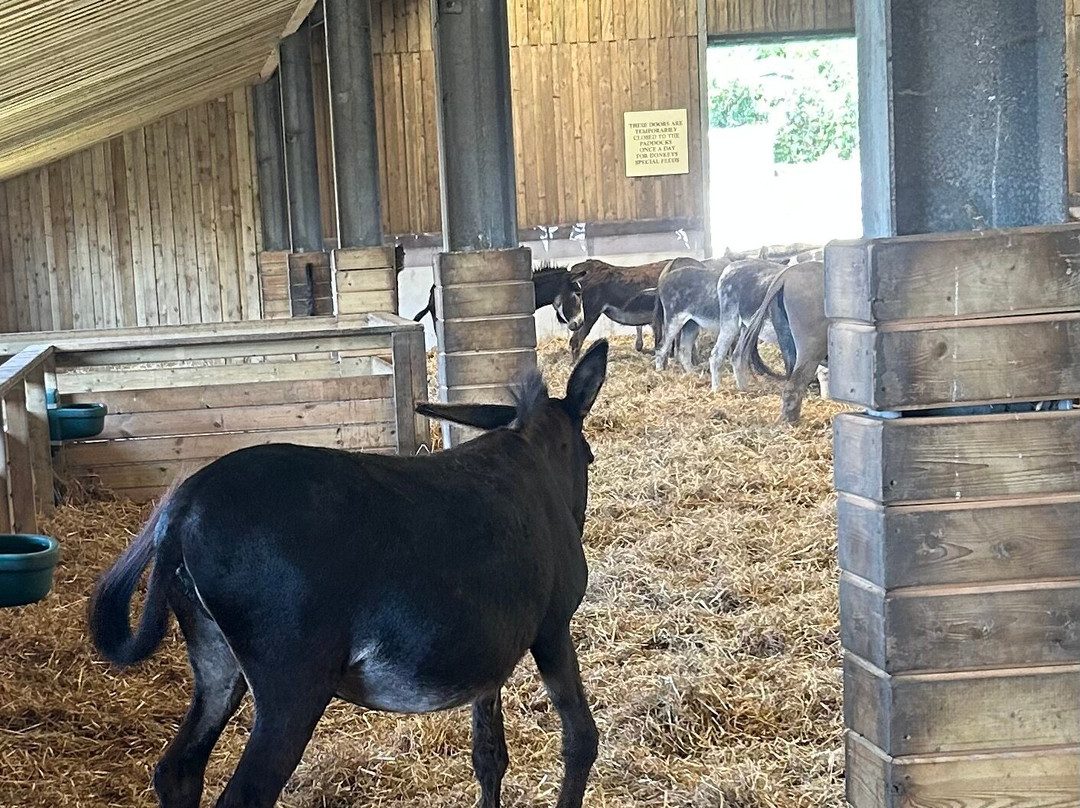 The Flicka Foundation - Donkey Sanctuary-Penryn必去景点