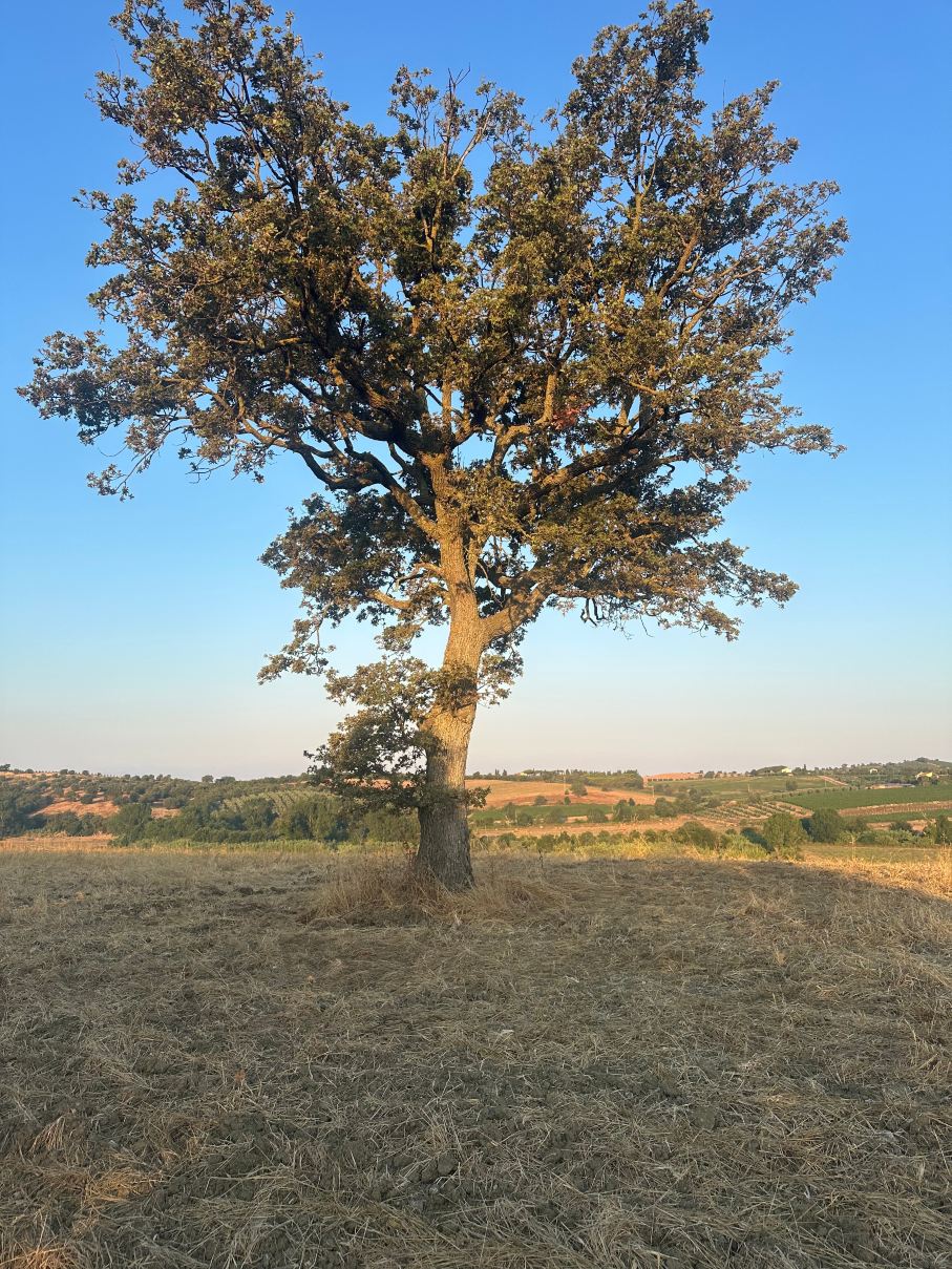 Agriturismo Le Siepi-旅行者