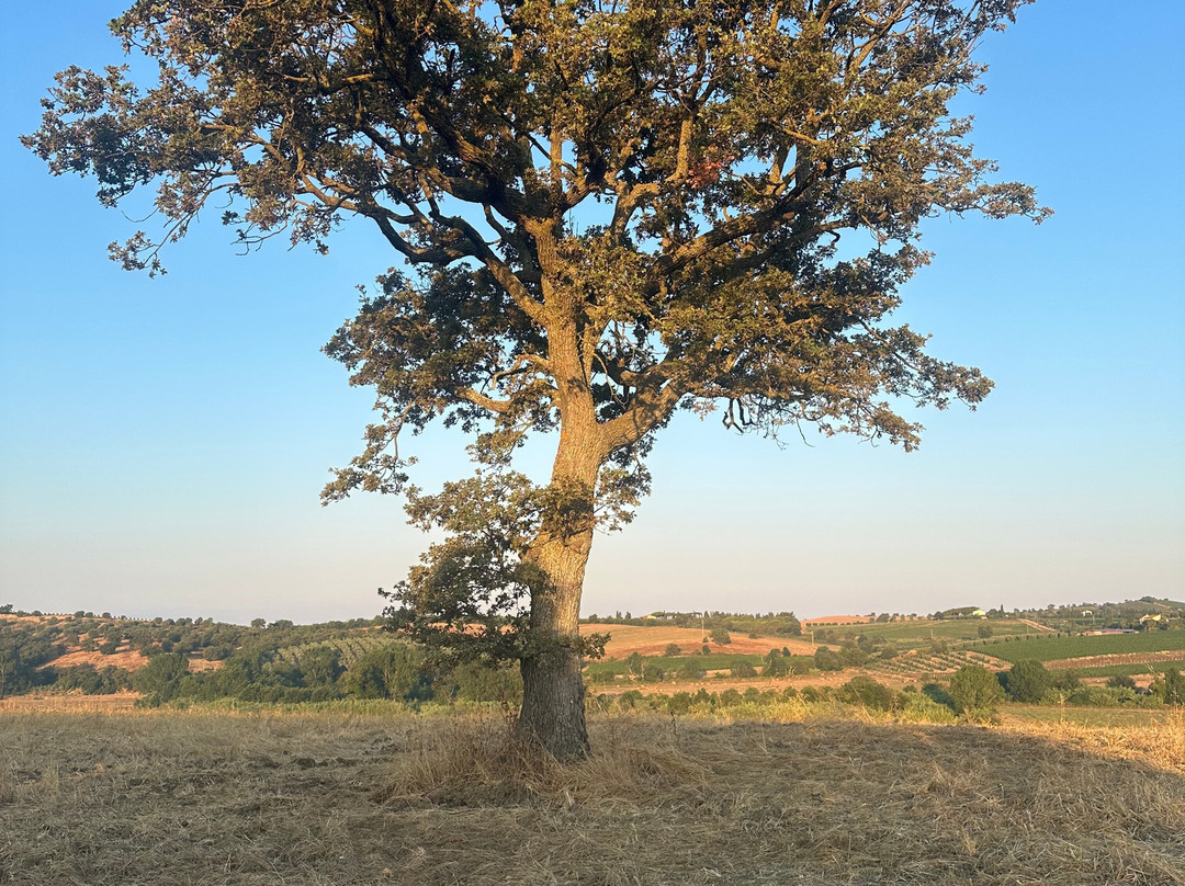 Agriturismo Le Siepi主图