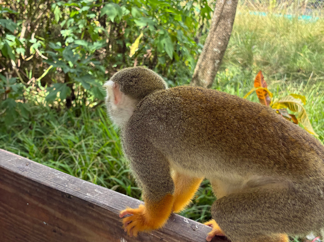Monkey Home Puerto Plata-普拉塔港必去景点