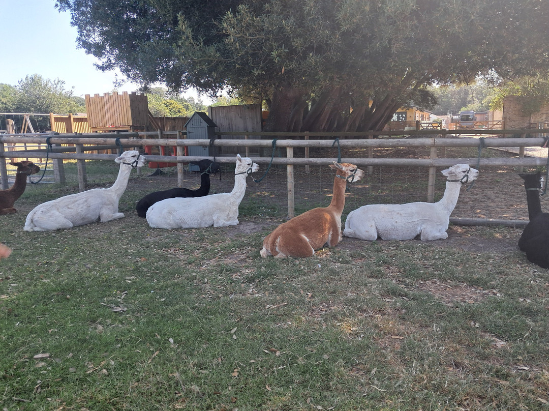 Woodland View Alpacas-Birchington必去景点