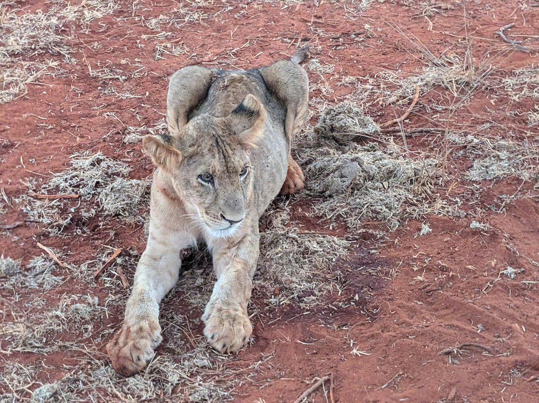 Tsavo Travel & Safaris-内罗毕必去景点