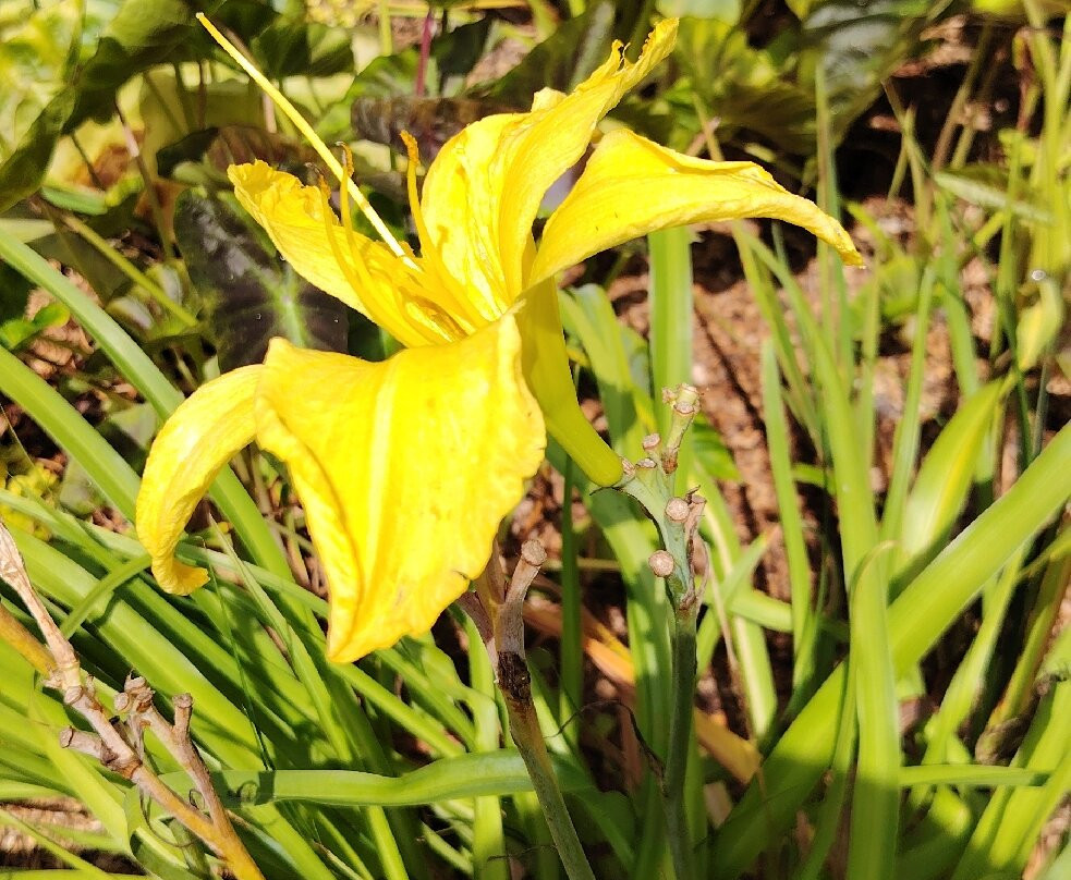 Parc Botanique de Cornouaille-孔布里必去景点