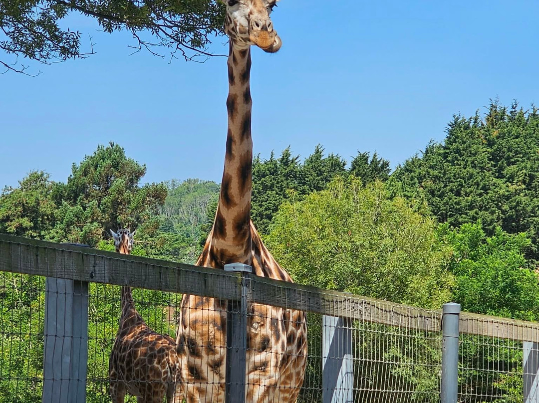 Paignton Zoo Environmental Park-佩恩顿必去景点