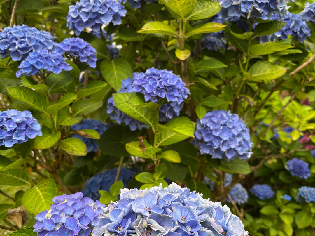 Jardin Shamrock-Varengeville-sur-Mer必去景点