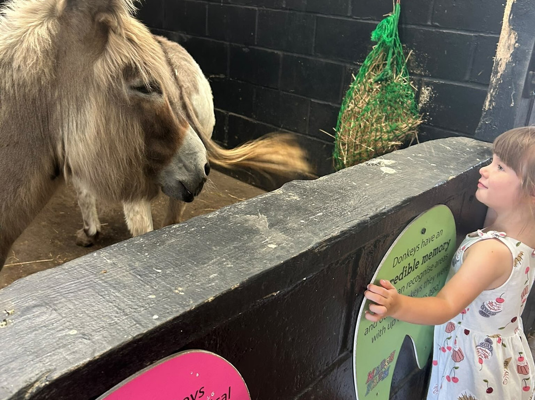 Marsh Farm Animal Adventure Park-Woodham Ferrers必去景点