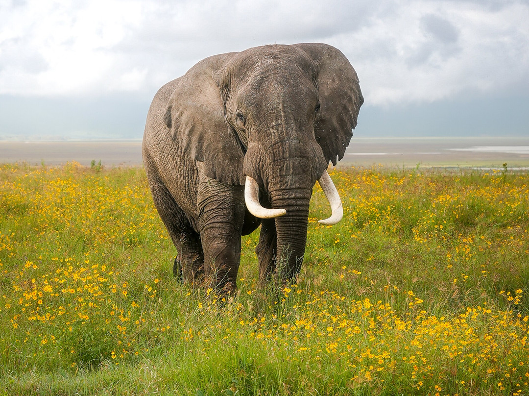 Makasa Tanzania Safaris-莫西必去景点