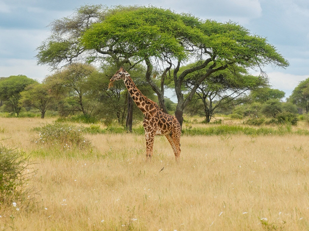 Makasa Tanzania Safaris-莫西必去景点