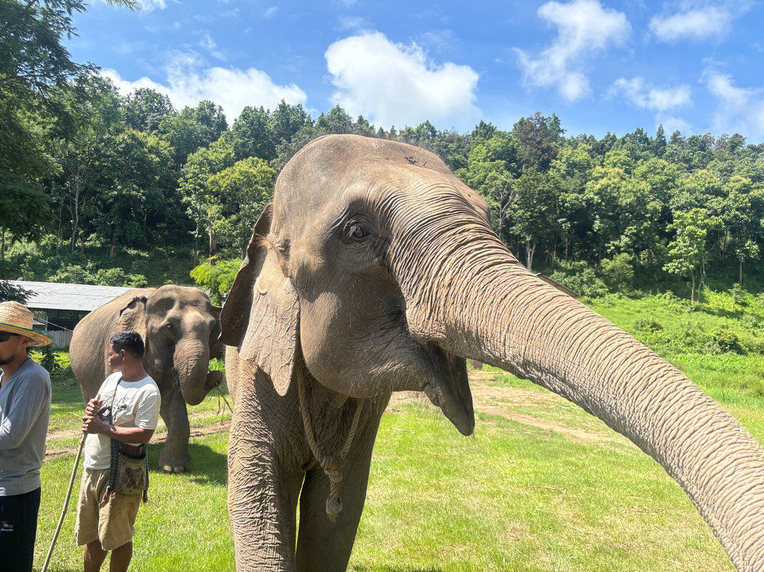 Lanna Kingdom Elephant Sanctuary-清迈必去景点