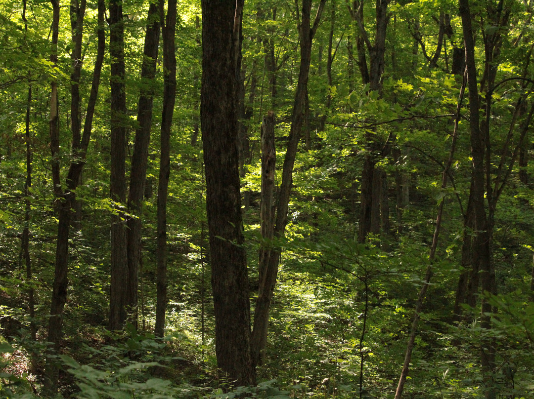 Crow's Pass Conservation Area-Port Perry必去景点