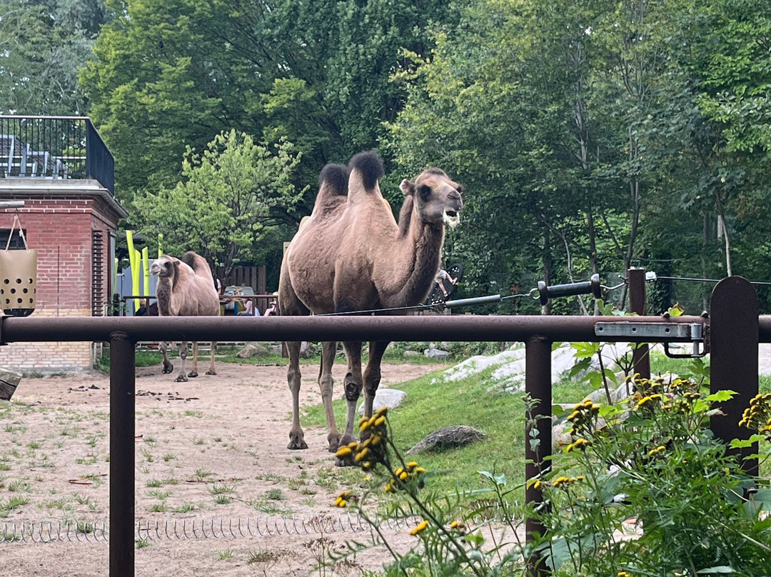 Odense Zoo-欧登塞必去景点