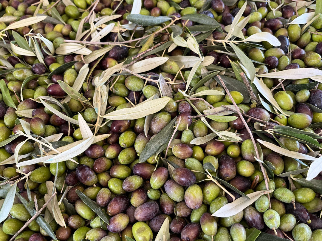 Olio Petrucci | Bio Sabina Dop-Fara in Sabina必去景点