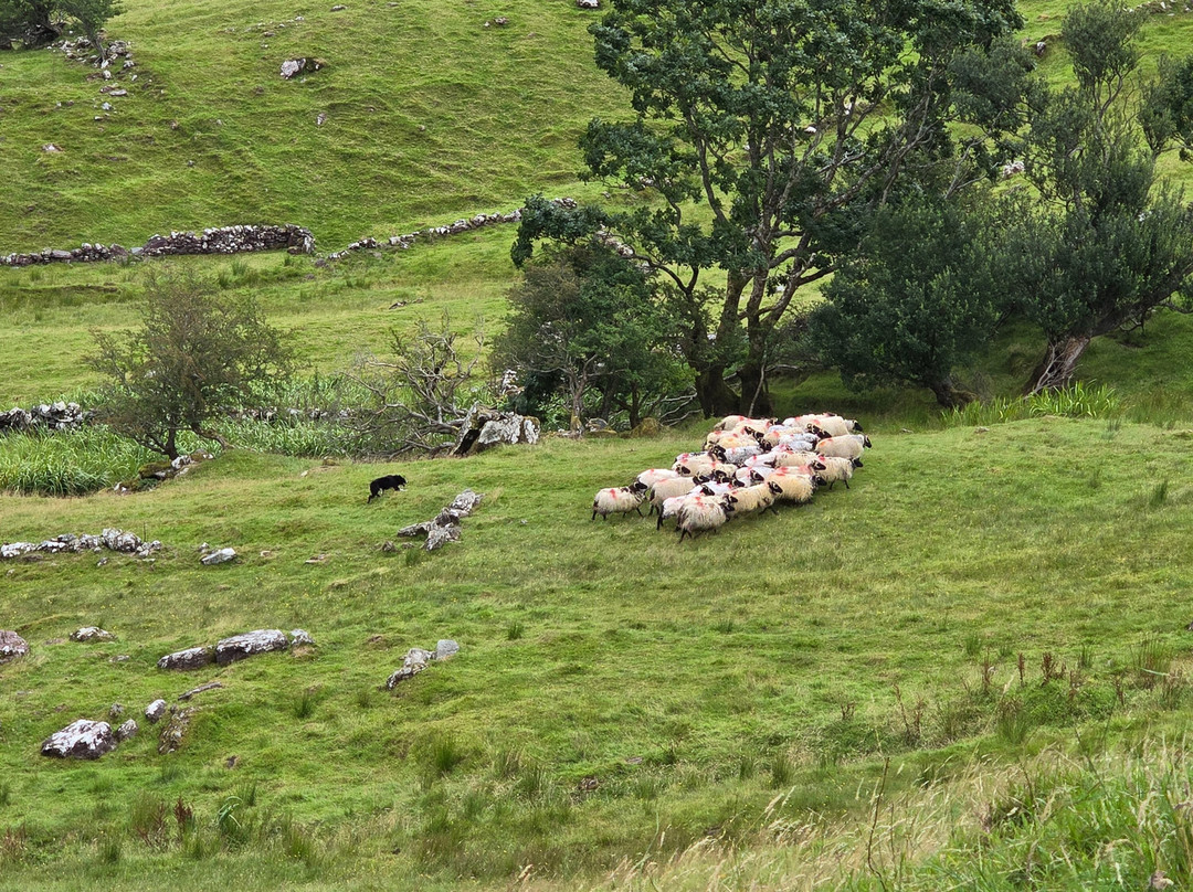 Killary Sheep Farm-Leenane必去景点