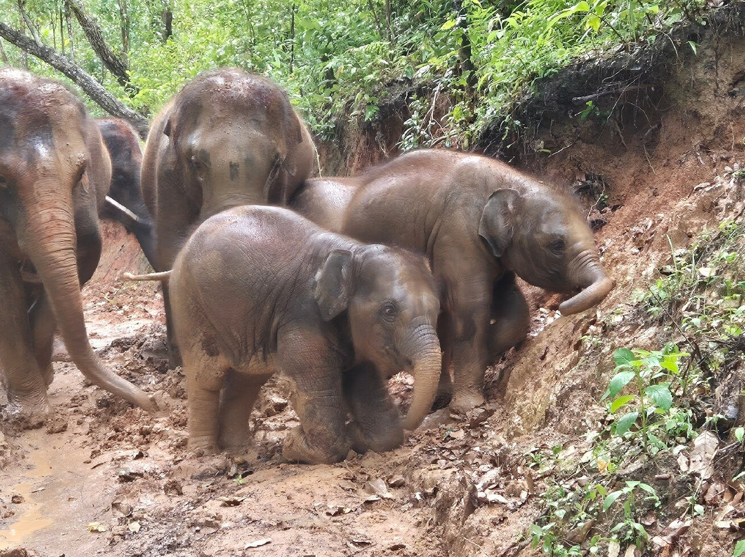 Elephant Freedom Village-清迈必去景点