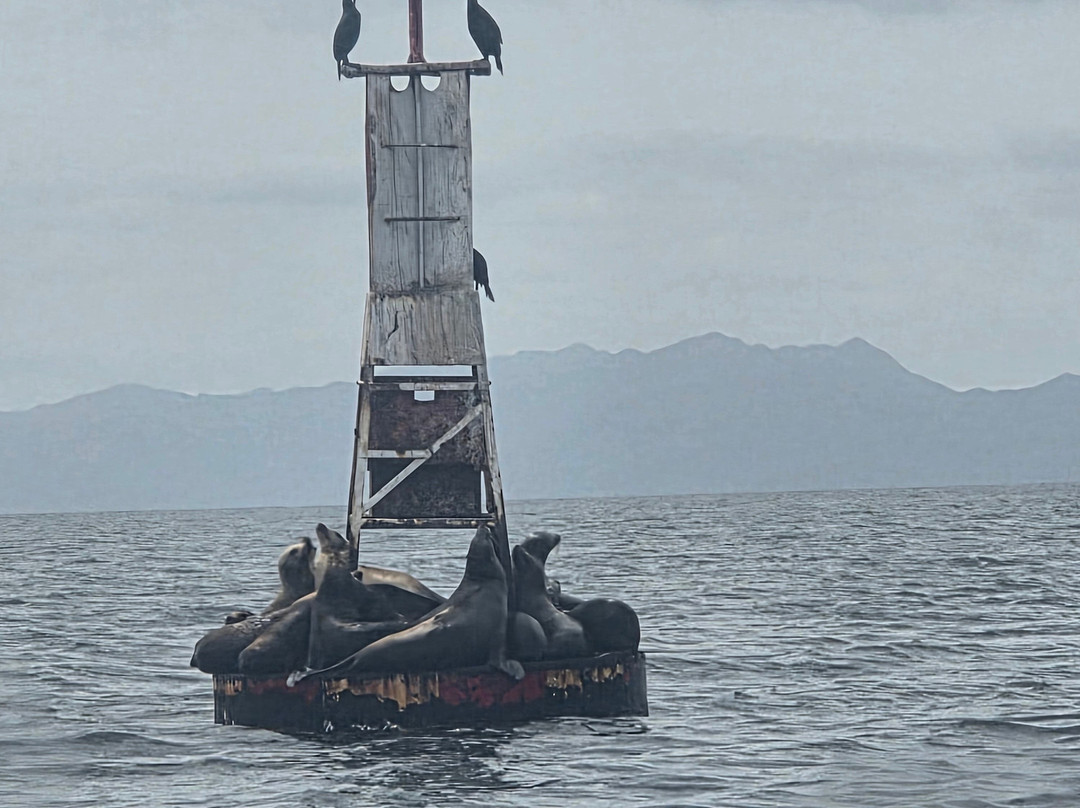 Friendly Whale Tours-Puerto San Carlos必去景点