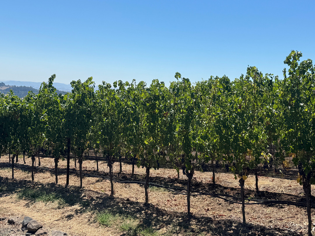 Coursey Graves Estate Winery-圣罗莎必去景点