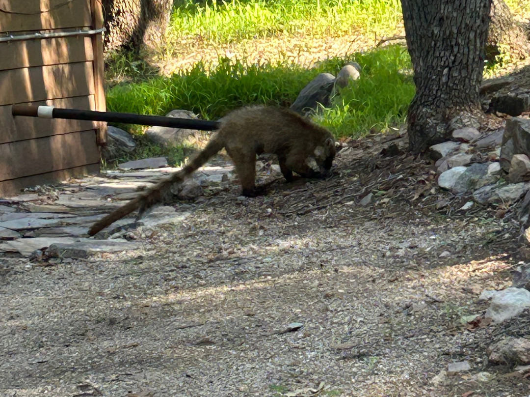 Ramsey Canyon Cabins & Bird Sanctuary主图