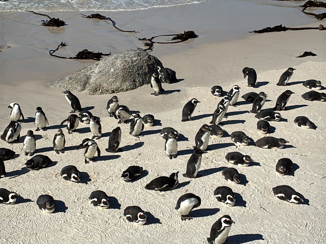 Boulders Beach Penguin Colony-西门镇必去景点