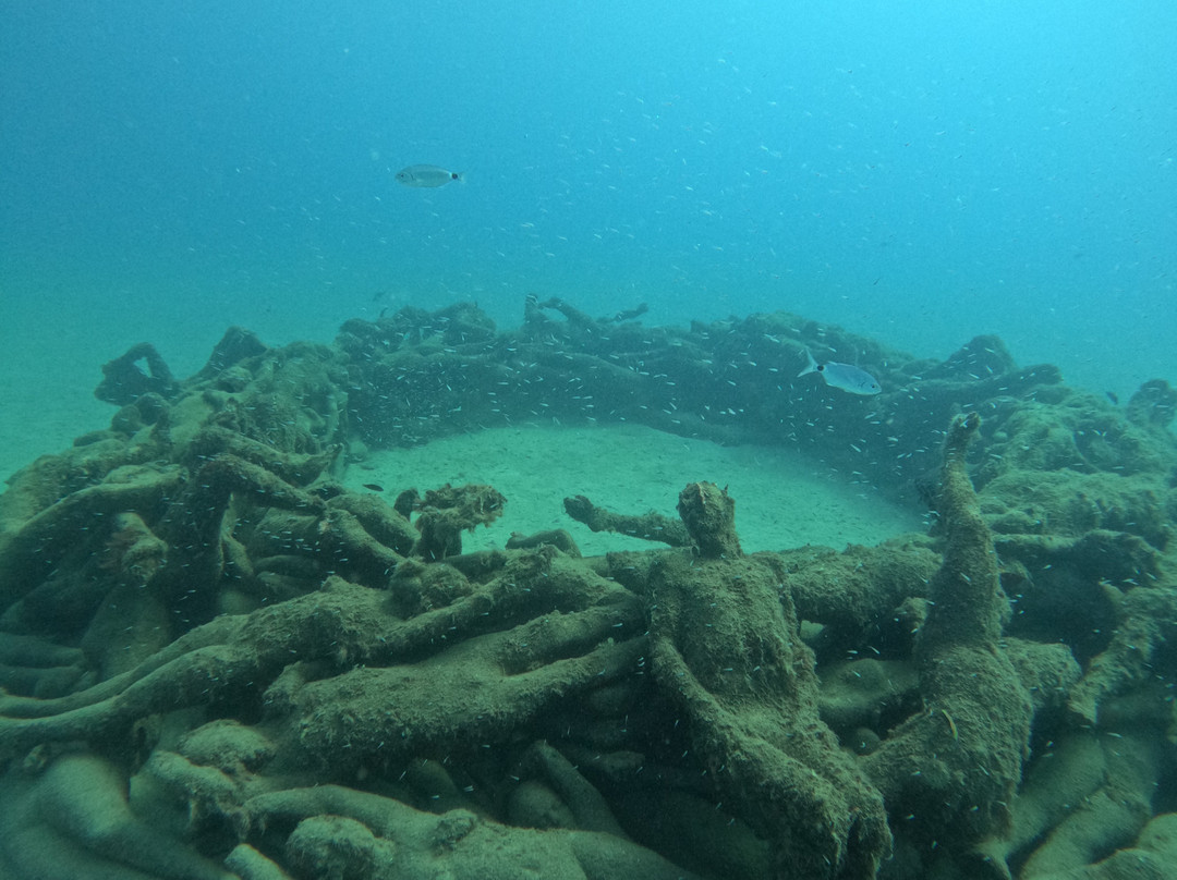 Pura Vida Diving-布兰卡滩必去景点