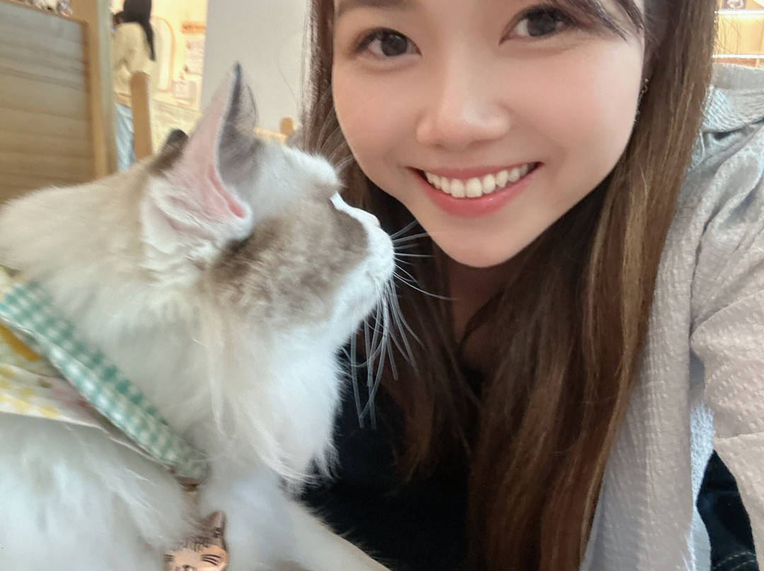 猫之茶房-香港必去景点