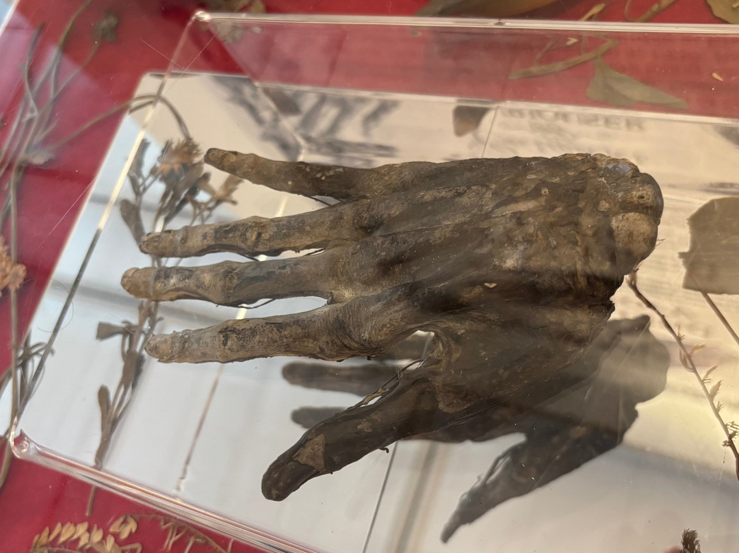 Whitby Museum-惠特比必去景点