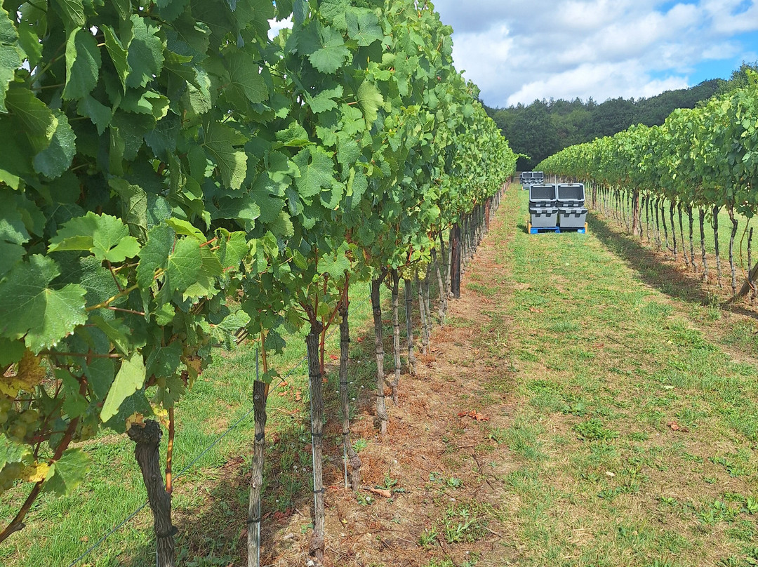Biddenden Vineyards-Biddenden必去景点