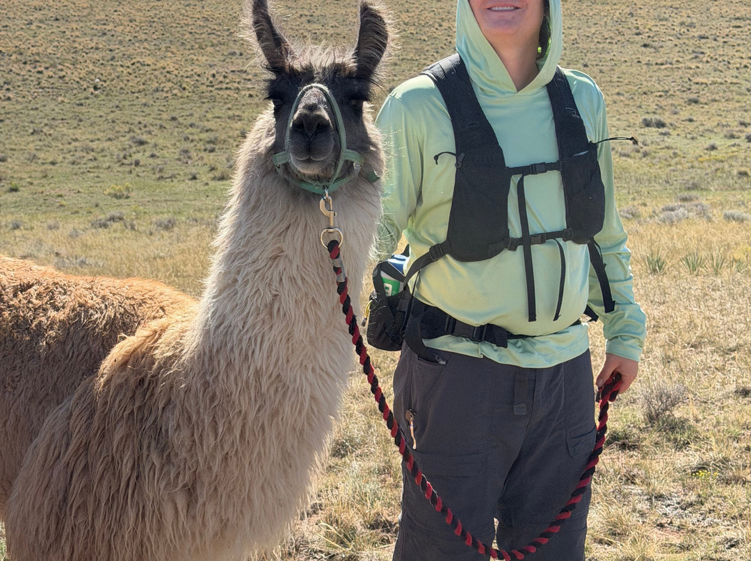 Llama Trekking by Lookin Up Outfitters-Westcliffe必去景点