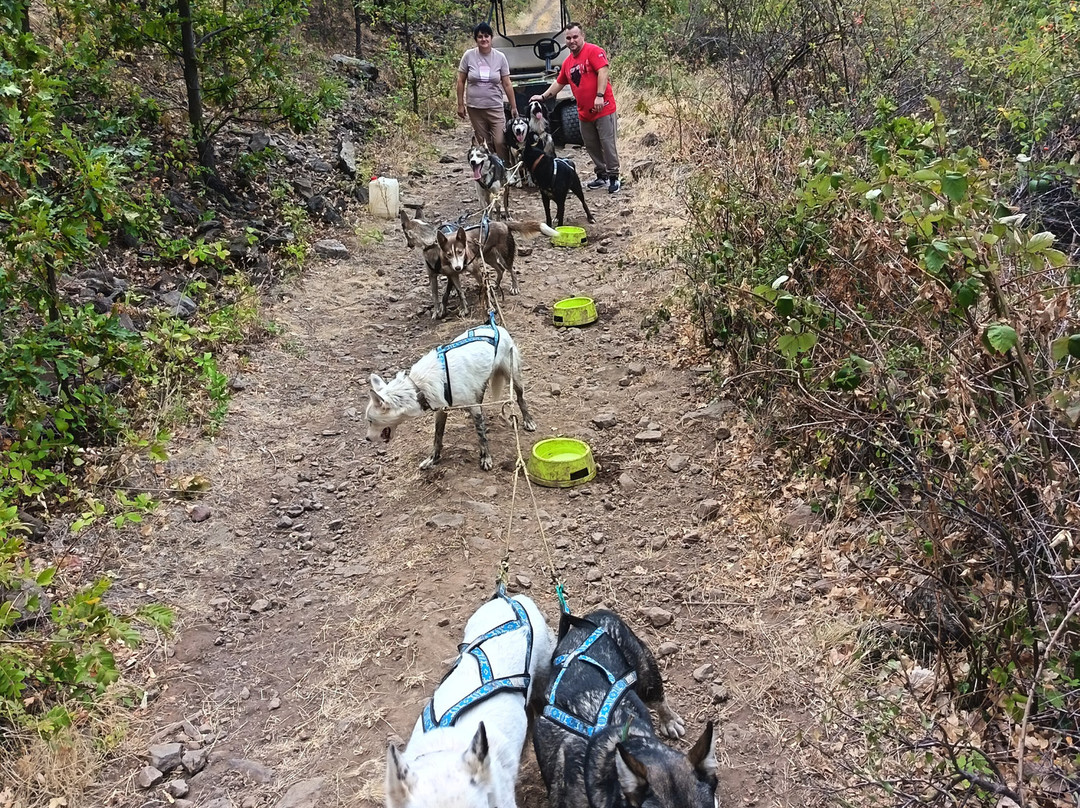 Dog sled tour  Mátrafüred-马特劳菲赖德必去景点