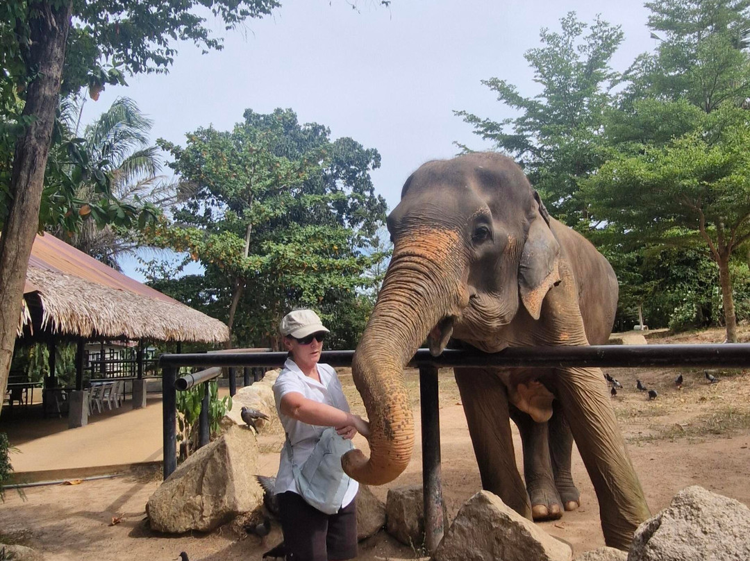 Samui Elephant Sanctuary-波普特必去景点