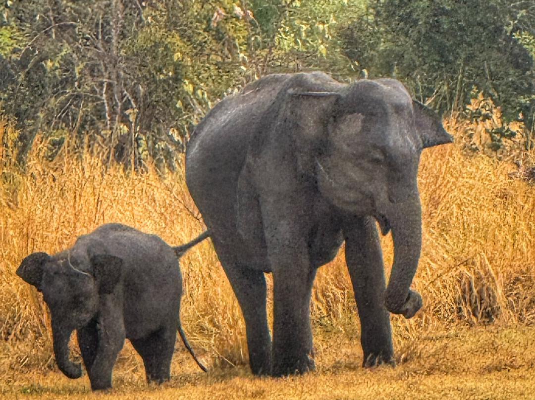 Sri Lanka Driver Tours-Yatiyana必去景点