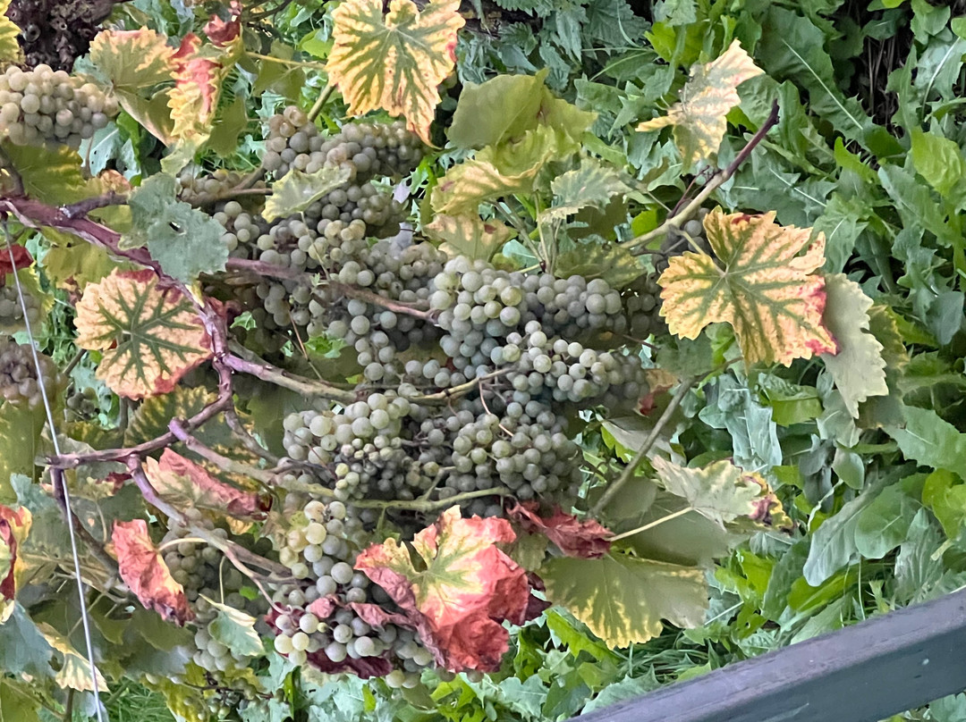 Blabers Hall Wine Estate-Fillongley必去景点